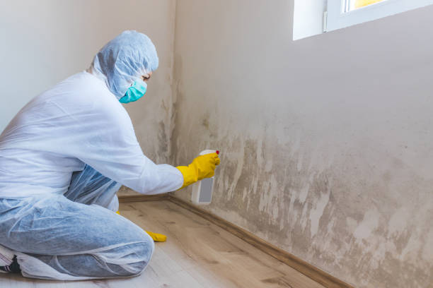 Licensed Mold Removal service in Elkton, VA - WQB Mold Removal