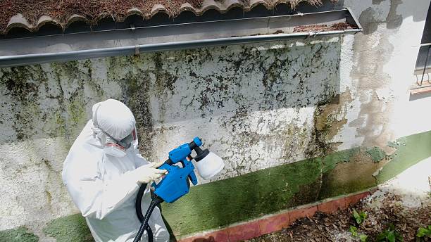 Top rated local Mold Removal specialists in Elkton, VA